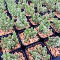 ราคา กระบองเพชรต้นจิ๋วในกระถาง 2" (3631463181)