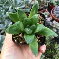 ราคา ฮาโวเทีย Haworthia❤️ กระถาง 2” (7539853984)