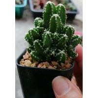 ราคา คอนโดนางฟ้า​ ส่งต้นพร้อมกระถาง (10104456216)