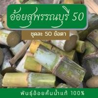 ราคา พันธุ์อ้อยสุพรรณบุรี 50 ท่อนพันธุ์อ้อย 50 ข้อตา พันธุ์อ้อย คั้นน้ำ 100% (13220407630)