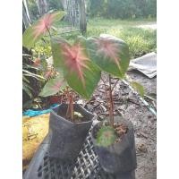 ราคา บอนสวยงามบอนสีช้างเผือกใบบัว 2 กระถางคู่ (13733747353)