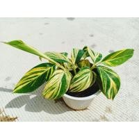 ราคา ต้นข่าด่าง ข่าด่างเหลือง (13551773680)