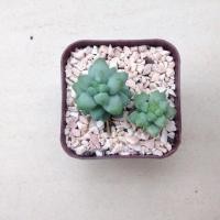 ราคา รวงข้าว (66449520)