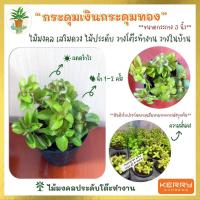 ราคา ต้นกระดุมเงินกระดุมทอง (ต้นเกล็ดปลาทอง) ไม้มงคล ไม้ประดับ ต้นไม้จิ๋ว กระถาง 3 นิ้ว วางบนโต๊ะทำงาน (ขั้นต่ำ3 ต้น คละได้) (10824352866)