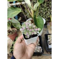 ราคา ต้นริบบิ้นชาลี ริบบิ้นชาลีด่างชมพู พร้อมกระถาง 2" (7992584227)