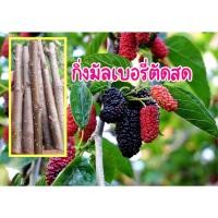 ราคา ต้นหม่อนเบอรี่ตัดสดจากต้น กิ่งละ 2 บาท ชุดละ 10 กิ่ง ยาว 25 ซม. ต้นมัลเบอรี่ กิ่งมัลเบอร์รี่ กิ่งหม่อนตัดตามออ (16535709873)