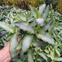 ราคา ต้นวาสนาหาบเงินหาบทอง กระถาง 6 นิ้ว เป็นไม้มงคลค่ะ พุ่มหนาสวย (25569994929)