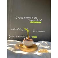 ราคา ต้นไม้จิ๋ว ต้นปรงแคระญี่ปุ่น พร้อมกระถางเซรามิก (9515048617)