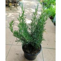 ราคา ต้นโรสแมรี่ โรสแมรี่ Rosemary ในกระถาง 6 นิ้ว (11712582404)