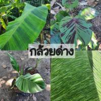 ราคา กล้วยด่าง กล้วยฟลอริด้า กล้วยน้ำว้าด่างไอศครีม กล้วยป่าด่างลายหินอ่อน กล้วยเรดฮาวาย รากเต็มกระถาง พร้อมปลูกสุดๆ (23579775545)