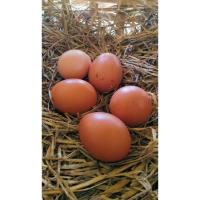 ราคา ไข่เชื้อ ไก่พันธุ์ไข่สายไฮบริด จำนวน 1 ฟอง (พ่อพันธุ์โรดไอส์แลนด์เรดอเมริกา + แม่พันธุ์สายไฮบริด) (24501418584)