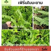ราคา เฟิร์นใบมะขาม เฟิร์นกูดสร้อย (7244762597)