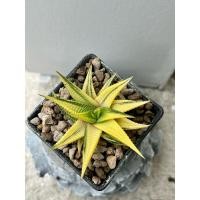 ราคา haworthia linifolia hybrid variegated ลูกผสมม้าเวียนด่าง (24620143310)