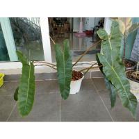 ราคา ฟิโลเดนดรอนก้านน้ำตาลPhilodendron Atabapeonse (9486994129)