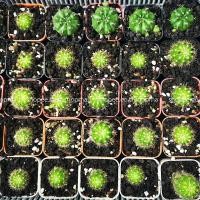 ราคา แคคตัส ราคาถูก กระบองเพชร สำหรับมือใหม่หัดปลูก ดาวล้อมเดือน ยิมโนแม่ลูกดก ในกระถาง 2 นิ้ว (5941768176)