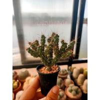 ราคา 35 บาทหนามดูด Cylindropuntia fulgida กระบองเพรช (3379446088)