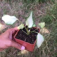 ราคา ไม้มงคลบอนสี"กวนอิม" (13873995518)