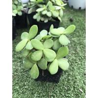 ราคา ต้นเบี้ยเศรษฐี/ต้นสายรุ้ง/ต้นปะการังสายรุ้งเขียว ไม้มงคล ดูดทรัพย์ เป็นเศรษฐีมีเงินใช้เหมือนเบี้ย (9978726619)