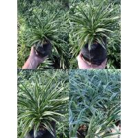 ราคา เศรษฐีเรือนนอก 45฿ พุ่มหนาสวย (4945993056)