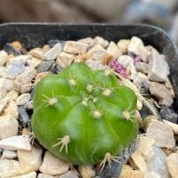 ราคา Gymnocalycium damsii. ชื่อเรียกทั่วไป : แคคตัสยิมโนลูกดก,แคคตัสยิมโนแม่ลูก,กระบองเพชรยิมโนหน่อดก,กระบองเพชรยิมโนหน่อเยอะ (3539795683)