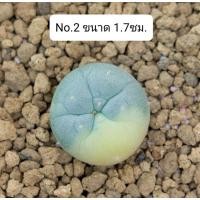 ราคา โลโฟด่าง fricii variegated (14849185357)