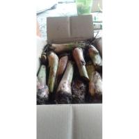 ราคา พันธุ์กล้วยน้ำว้าเตี้ยพระราชทาน (6278507335)