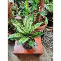 ราคา อโกลนีมา เพชรน้ำหนึ่ง ต้นเพชรน้ำหนึ่ง ต้นไม้มงคล ไม้ประดับ ไม้ในร่ม อยู่ในกระถาง 5 นิ้ว (17003833789)