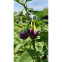 ราคา มะเขือตอแหลสีม่วง1ต้นถุงดำขนาดมะเขือยังตอแหลงงเด้,ง (22349119036)