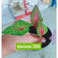 ราคา ขุนแผนบอนสีไทยแท้โบราณ (15002882759)