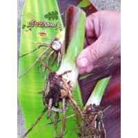 ราคา กล้วยแดงอินโด เหง้ากล้วยแดงอินโด กล้วยแดงสยาม ลายสวย (22514942515)