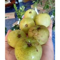 ราคา มะขามป้อมยักษ์ ผลใหญ่ ต้นทาบกิ่ง สูง 70ซม.-1เมตร (12029136146)