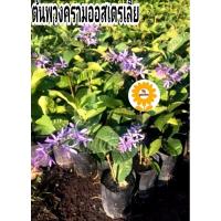 ราคา ต้นพวงครามออสเตรเลีย พวงครามม่วง (19091117326)