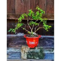 ราคา บอนไซโมก ไม้มงคล เสริมบารมี ดอกหอม ชอบน้ำ (24454677416)