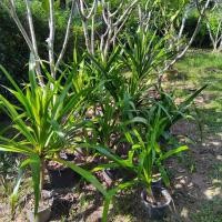 ราคา ต้นจันทร์ผา ไม้มงคลเรียกทรัพย์ ไซด์คัดพิเศษ ถอดกระถางล้างรากจัดส่ง ** (25237890520)