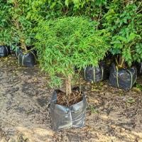 ราคา โมกเวียดนาม โมกแคระ ฟอร์มสวย สูง 45-60 เซนติเมตร ส่งทั้งตุ้ม ต้นไม้ตกแต่งบ้าน ต้นไม้มีดอก สวยงาม น่ารัก เลี้ยงง่ายมาก (9748246149)