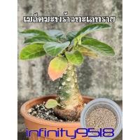 ราคา เมล็ดมะพร้าวทะเลทราย Dorstenia เพาะง่าย โตไว (6124947893)