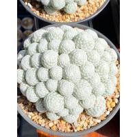 ราคา แมมลูกกอล์ฟ Mammillaria humboldtii ราคาถูก ไซร้ใหญ่กระถาง6นิ้วฟอร์มสวยมาก (19795562055)