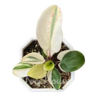 ราคา ว่านรวยล้นฟ้าด่าง กระถาง 2-3 นิ้ว (20053309157)