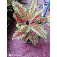 ราคา อโกนีมา10กะรัตกระถาง10นิ้วฟอร์ม​สวย (23850756890)