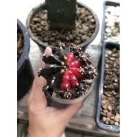 ราคา หน่อยิมโนด่างชมพูดำ บนตอกราฟ (3251486309)