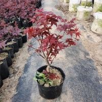 ราคา สวนเมเปิ้ลแดงญี่ปุ่นปลูกไม้กระถาง Red Dancing Girl ต้นกล้าเมเปิ้ลแดงบอนไซเสาเก่าต้นเมเปิ้ลแดงกระถาง (26968608551)