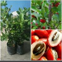 ราคา ต้นมหัศจรรย์หรือมิราเคิลถุงดำ (25509120295)