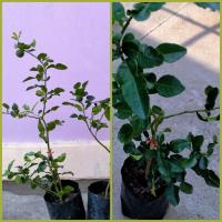 ราคา ต้นมะกรูด (กิ่งตอน) ใบเยอะ ลูกดก [Kaffir lime] (8111225019)