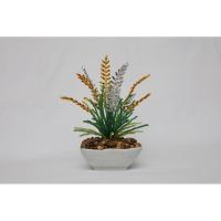 ราคา ต้นไม้มงคล (ต้นรวงข้าวเงินรวงข้าวทอง) เสริมดวง เสริมโชคลาภ (29371368196)