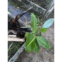 ราคา หน่อกล้วยนาค หนีอกล้วยเทพรส (8645404854)