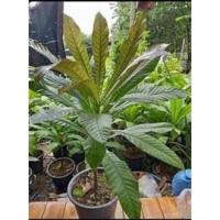 ราคา ต้นจิกเศรษฐี ไม้ประดับ ตกแต่งสวน ไม้มงคล ไม้ดอกหอม เสริมสิริมงคล (3392546538)