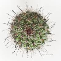 ราคา Cactus/ Mammillaria beneckei (100238438)