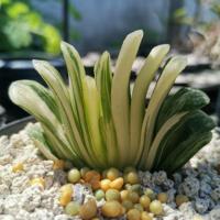 ราคา Haworthia Truncata ฮาโวเทีย ไม้อวบน้ำ แคคตัส (3234836250)