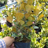 ราคา ต้นสาริกาลิ้นทองไม้มงคลจัดส่งเป็นชุด3ต้น100☘️☘️☘️ (5935231677)