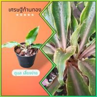 ราคา เศรษฐีก้านทอง ไม้มงคล นำโชคลาภ เสริมฮวงจุ้ย (ต้นพร้อมกระถาง 3"นิ้ว)⏳ (26611395205)